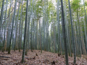 Japan rundresa med besök i Hiroshima, Kyoto, Fuji och Tokyo med Singelresor