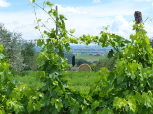 Vandringsresa till Toscana med Singelresor