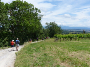 Vandringsresa till Toscana med Singelresor