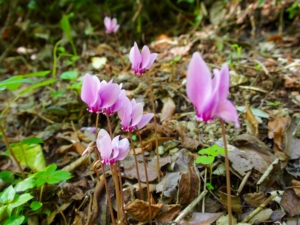 Vandringsresa Amalfikusten i Italien med Singelresor