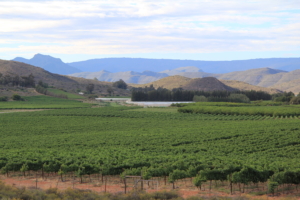 Sydafrika Garden route med Singelresor