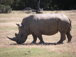 Sydafrika Garden route med Singelresor