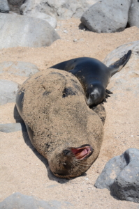 Galapágos och Amazonas