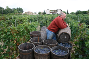 Vandringsresa till Toscana med Singelresor