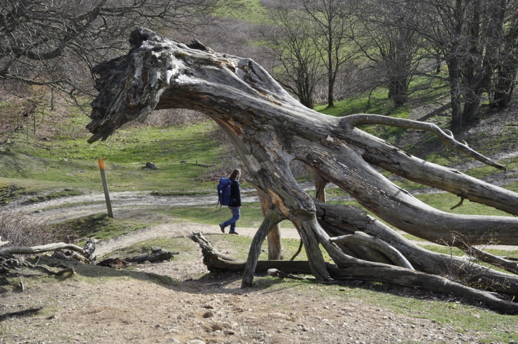 Vandringsresa i Skåne med Singelresor