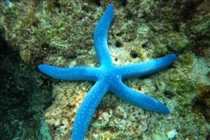 Filippinerna longstay på ön Siquijor med Singelresor