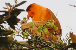 Malaysia och Borneo med Singelresor