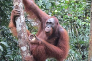 Malaysia och Borneo med Singelresor