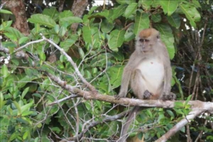 Malaysia och Borneo med Singelresor
