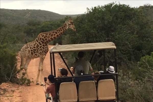 Sydafrika Garden route med Singelresor