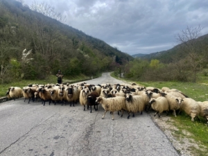Albanien över nyår med Singelresor