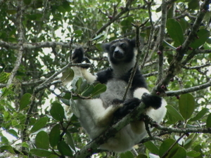 Madagaskar med Singelresor
