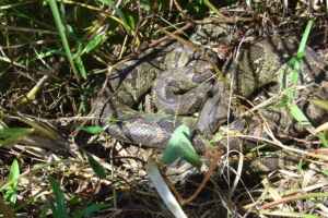 Madagaskar med Singelresor