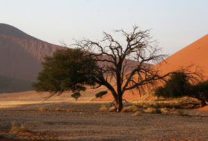 Namibia med Singelresor