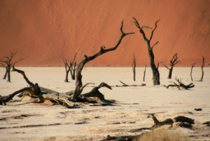 Namibia med Singelresor