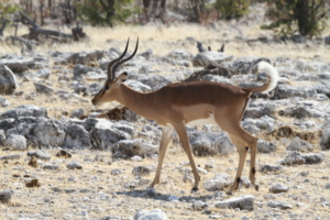 Namibia med Singelresor