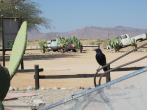 Namibia med Singelresor