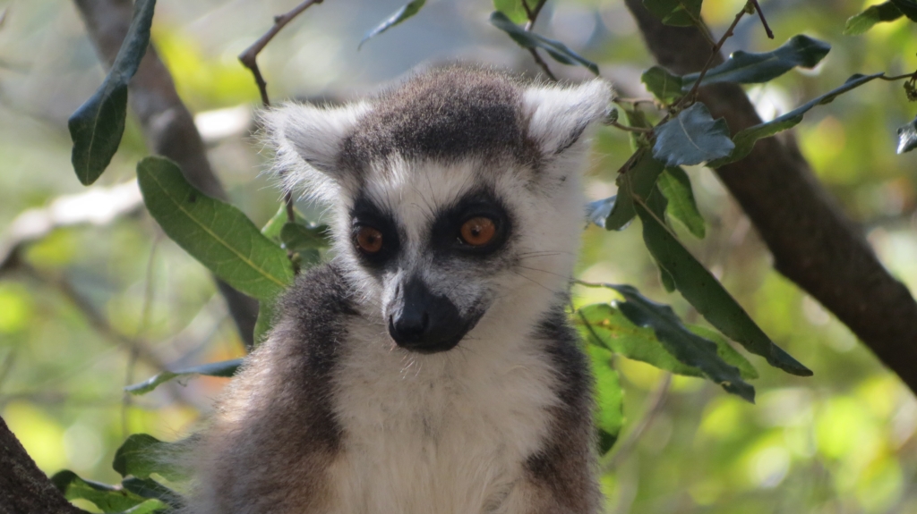 Madagaskar med Singelresor