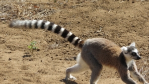 Madagaskar med Singelresor