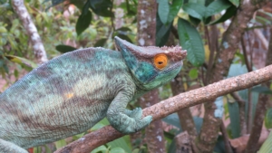 Madagaskar med Singelresor