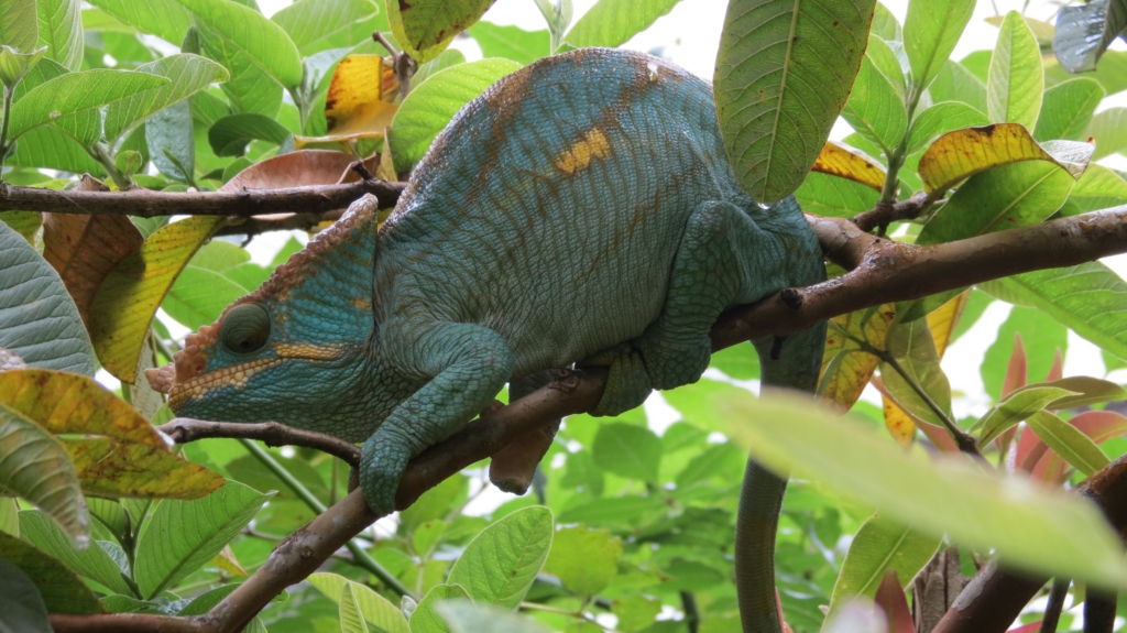 Madagaskar med Singelresor