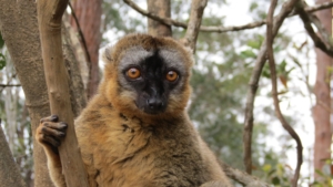 Madagaskar med Singelresor