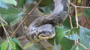 Madagaskar med Singelresor