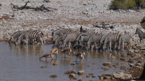 Namibia med Singelresor