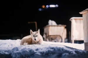 Nyårsresa till Svalbard med Singelresor