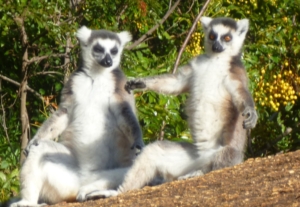 Madagaskar med Singelresor