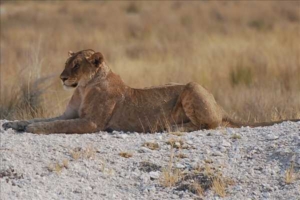Namibia med Singelresor