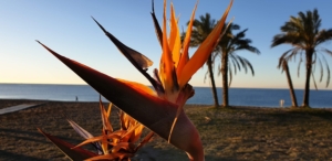 Costa Tropical longstay med Singelresor