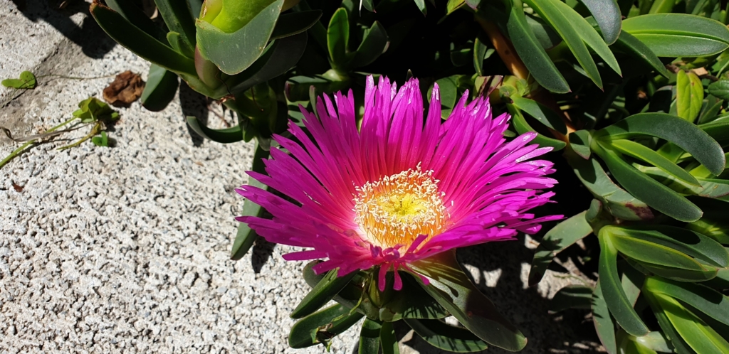 Costa Tropical longstay med Singelresor