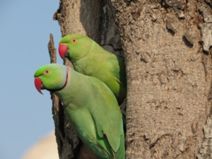 Indien med Singelresor
