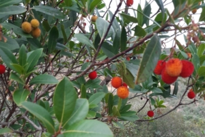 Promenader och upplevelser på Algarvekusten med Singelresor