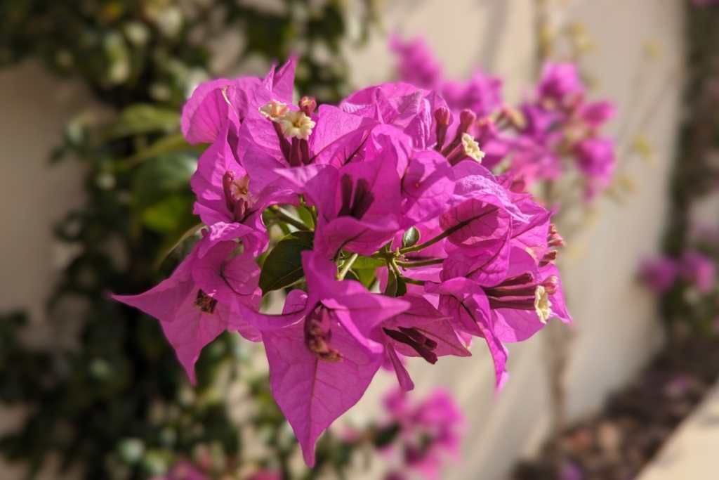 Promenader och upplevelser på Algarvekusten med Singelresor