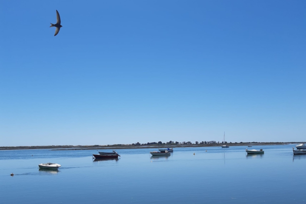 Promenader och upplevelser på Algarvekusten med Singelresor