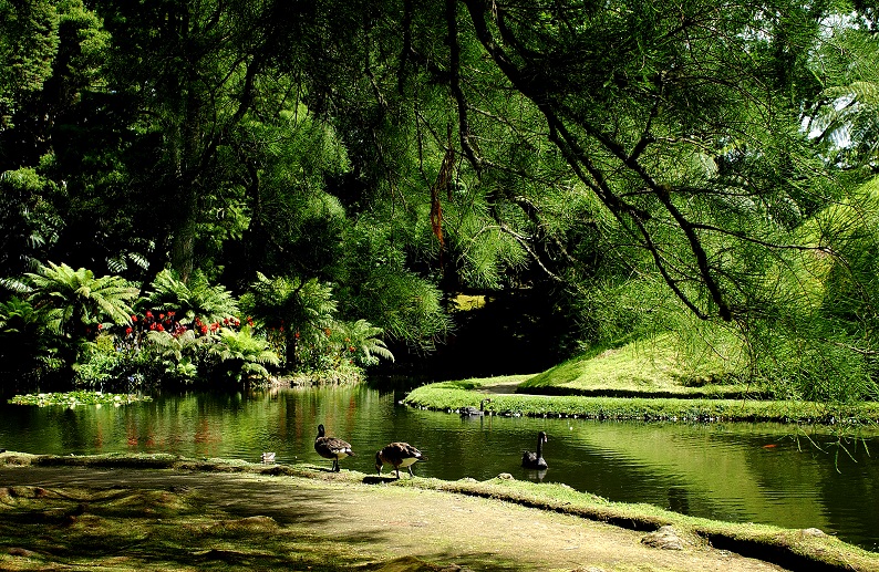 Azorera med Singelresor