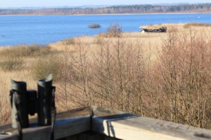 Gåsweekend i Skåne med Singelresor