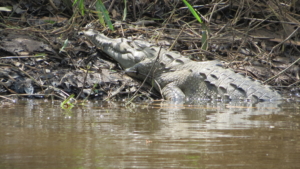 Costa Rica med Singelresor