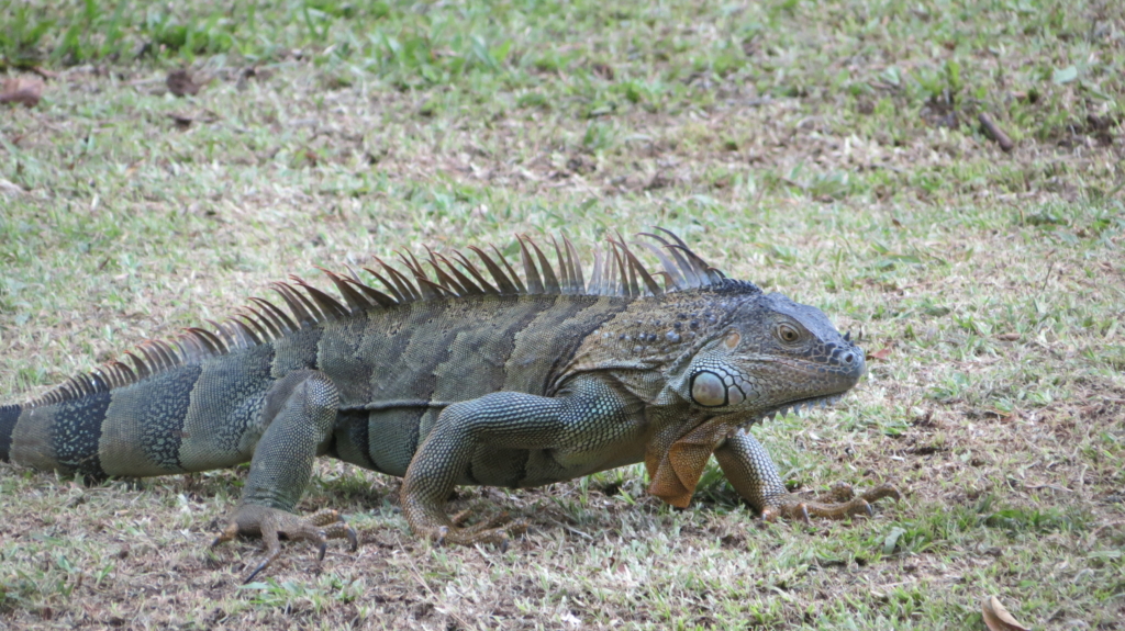 Costa Rica med Singelresor