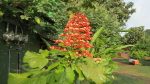 Costa Rica med Singelresor