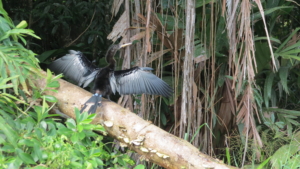 Costa Rica med Singelresor