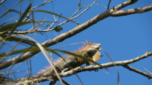 Costa Rica med Singelresor