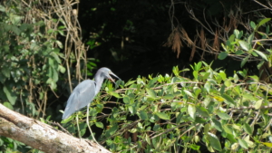 Costa Rica med Singelresor
