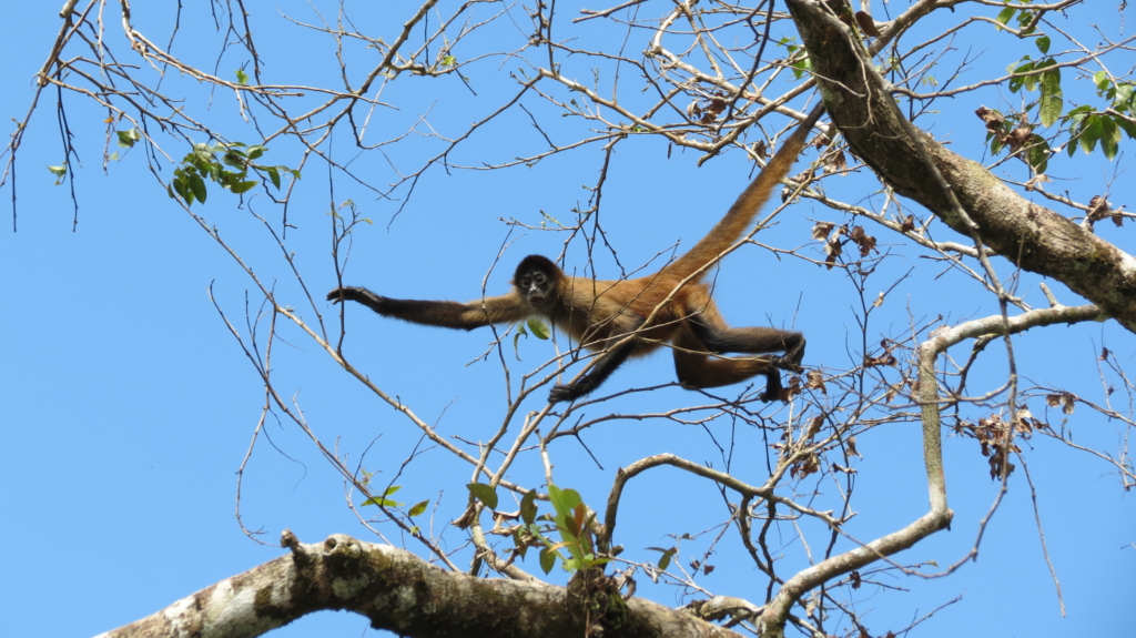Costa Rica med Singelresor