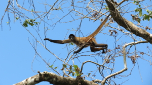 Costa Rica med Singelresor