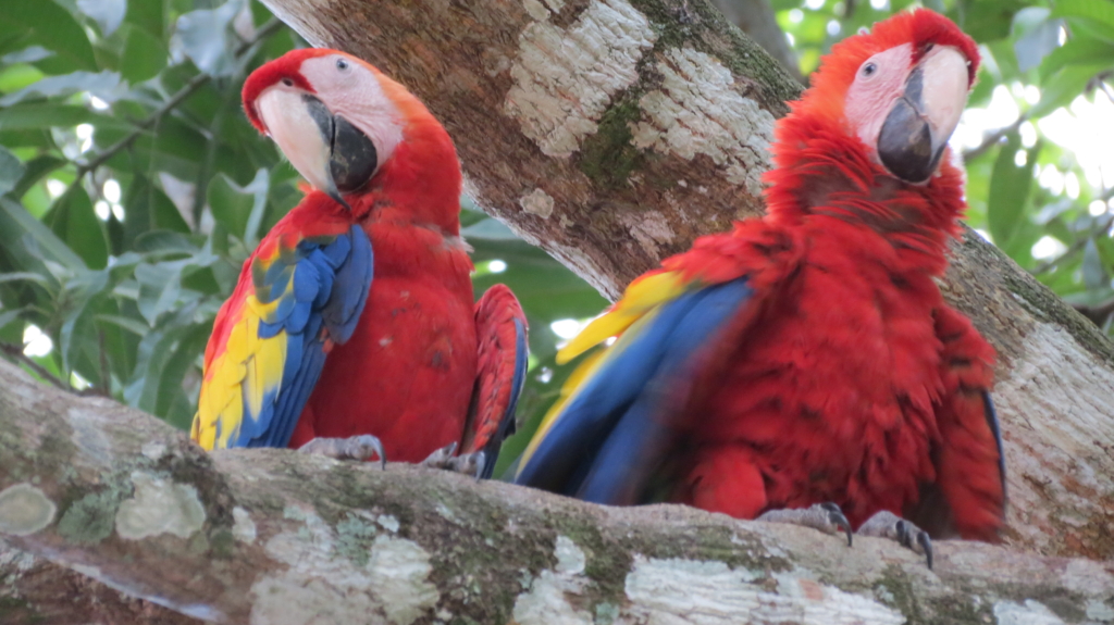 Costa Rica rundresa över jul