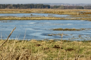 Gåsweekend i Skåne med Singelresor