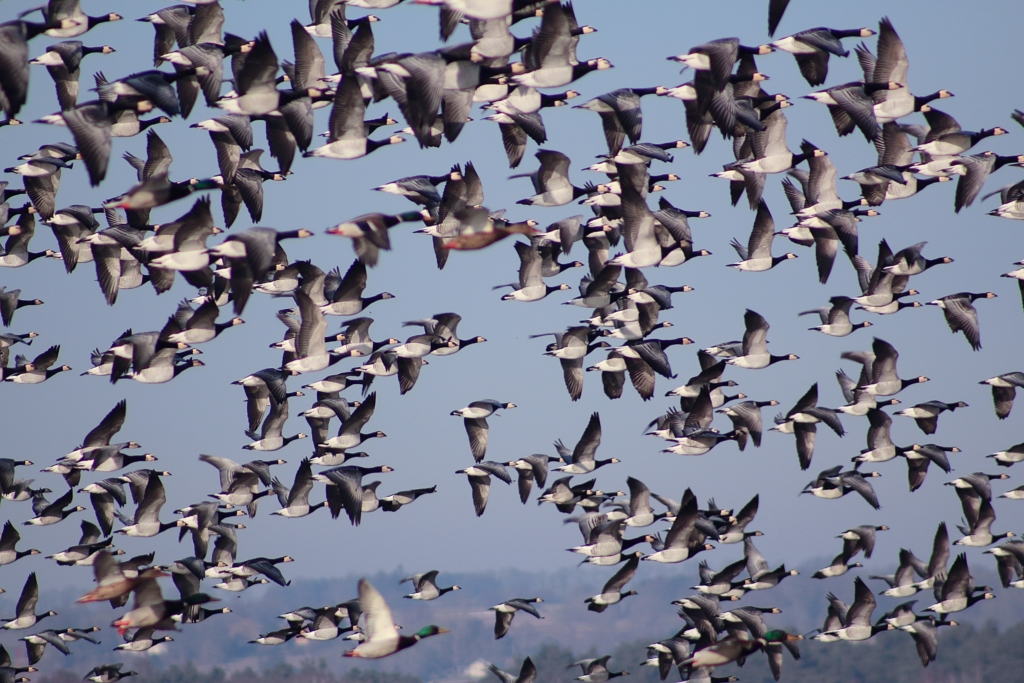 Gåsweekend i Skåne med mat, vandring och fågelskådning